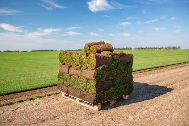 [graszoden op pallet gesneden]